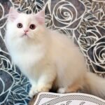 435 Edison Scottish straight longhair male kitten