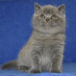 Urban British shorthair male kitten