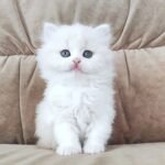 Camille Scottish straight longhair female kitten