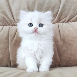 Camille Scottish straight longhair female kitten
