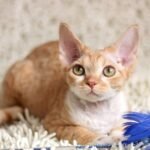 160 Alizee female kitten Devon Rex