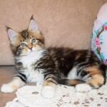298 Carizma Maine Coon female kitten