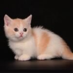 78 Bellaoggi Munchkin female kitten