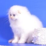 524 Variant Scottish fold longhair male kitten