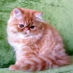 Rechel Persian female kitten