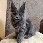 257 Aqua Maine Coon female kitten