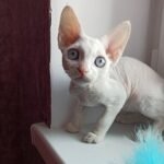 366 Jamala female kitten Devon Rex