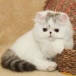 Like Exotic longhair male kitten