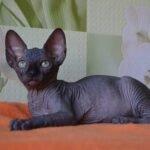 Pentax male Sphinx kitten