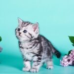 Olivia British shorthair female kitten