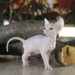 Luanda female Sphinx kitten
