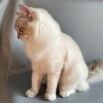 81 Simba Ragdoll male kitten