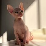 138 Burry male Sphinx kitten