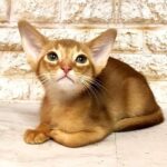19 Efim purebred Abyssinian male kitten