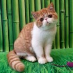 137 Jef Exotic shorthair male kitten
