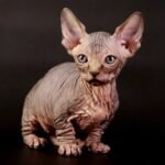 Peppermint male Bambino kitten