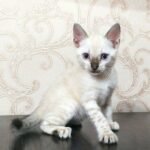 145 Flora purebred Bengal female kitten