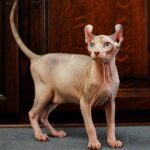 209 Carlos male Elf kitten