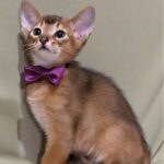 Selim purebred Abyssinian male kitten