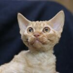 392 Pampkin male kitten Devon Rex