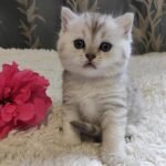 493 Charming Scottish straight shorthair female kitten