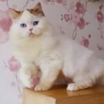 286 Oliwer Scottish straight longhair male kitten