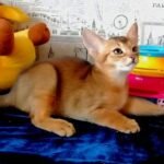 80 Azamat purebred Abyssinian male kitten