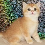 270 Bella British shorthair female kitten