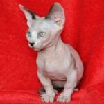 130 Kaliostro male Bambino kitten