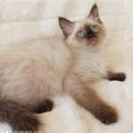 Laurus Siberian male kitten