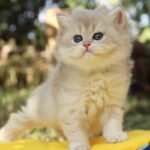 332 Dante's British longhair male kitten