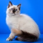40 Bastet Siberian female kitten