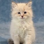92 Edward Siberian male kitten