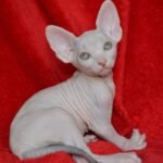 180 Milky way male Sphinx kitten