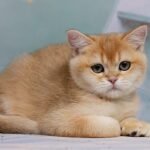 Star Dust British shorthair male kitten