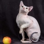 Prints male Sphinx donskoy kitten