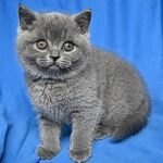 271 Xarley British shorthair male kitten