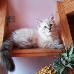 Horcrux Siberian male kitten