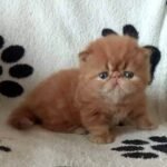 Asher Persian male kitten
