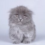 312 X-Mi Mi Munchkin longhair female kitten