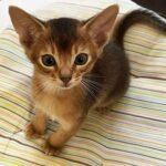 Archibald purebred Abyssinian male kitten