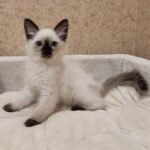 98 Wendy Siberian female kitten