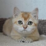 Roxy British shorthair female kitten