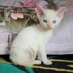 Marmaris male kitten Devon Rex