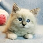 791 Xara Siberian female kitten