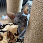 76 Vanda female Sphinx Donskoy kitten