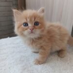 Imbir Siberian male kitten