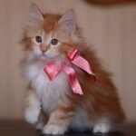 227 Felicia Kurilian Bobtail female kitten