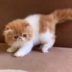 Delightful Squirrel Persian female kitten