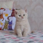Richard British shorthair male kitten